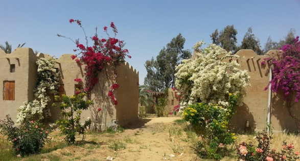 desert-rose