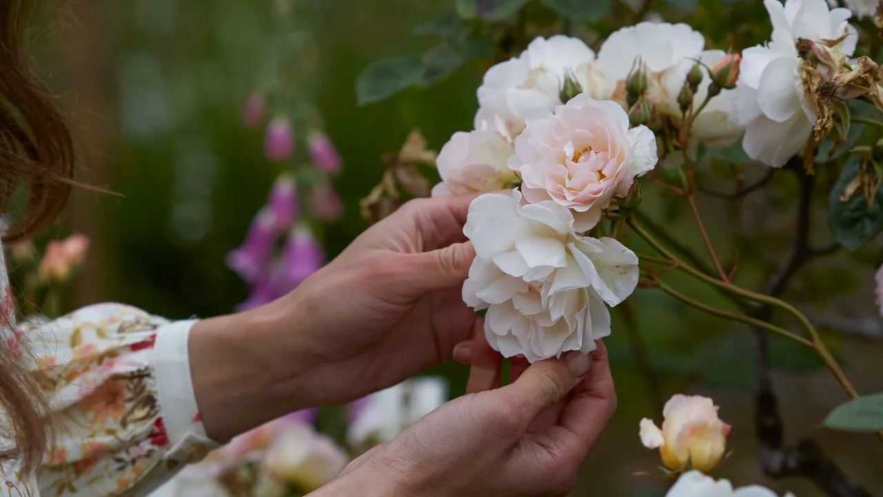 How To Grow Jasmine Flowers At Home - Bioweed